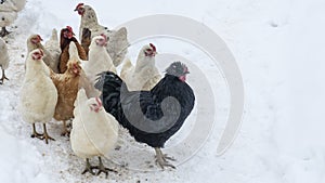 Group of beautiful domestic white hens and black rooster are walking through snow on a snowy winter day