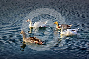 Group of beautiful ducks at Dammam Modon Lake photo