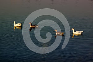 Group of beautiful ducks at Dammam Modon Lake photo