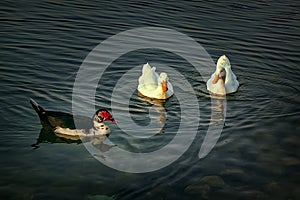 Group of beautiful ducks at Dammam Modon Lake photo
