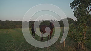 A group of beautiful farm horses graze in meadow. Ranch in France Brittany region. Farming industrial horse breeding and