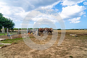 A group of beautiful farm horses graze in meadow. Ranch in France Brittany region. Farming industrial horse breeding and