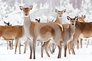 Group of beautiful female deer on the background of a snowy winter forest.