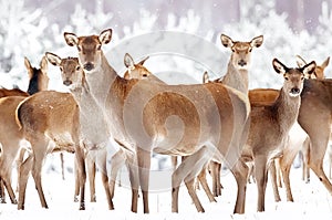 Group of beautiful female deer on the background of a snowy winter forest. Noble deer Cervus elaphus.