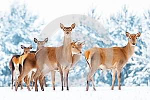 Group of beautiful female graceful deer on the background of a snowy winter forest. Noble deer Cervus elaphus.