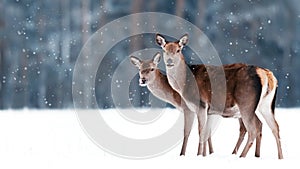 Group of beautiful female graceful deer on the background of a snowy winter forest. Noble deer Cervus elaphus.