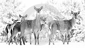 Group of beautiful female graceful deer on the background of a snowy winter forest. Noble deer Cervus elaphus.