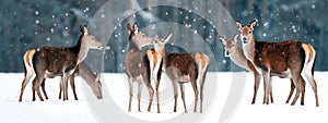 Group of beautiful female graceful deer in a snowy winter forest. Noble deer Cervus elaphus. Winter wonderland. Banner design.