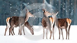 Group of beautiful female graceful deer in a snowy winter forest. Noble deer Cervus elaphus. Winter wonderland. photo