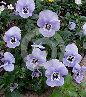 Group of flowers in the garden photo