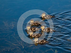 Group of beautiful, fluffy ducklings of mallard or wild duck Anas platyrhynchos swimming in blue water of a lake