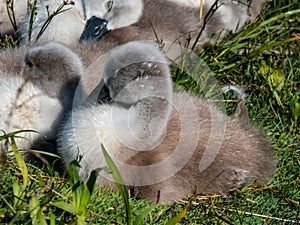 Group of beautiful, fluffy mute swan cygnets cygnus olor sleeping together near the pond. Beautiful nature and wildlife scenery