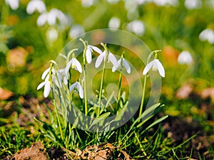 Group of beautiful fresh blooming snowdrops in early springtime
