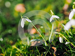 Group of beautiful fresh blooming snowdrops in early springtime