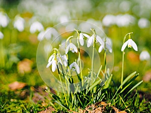 Group of beautiful fresh blooming snowdrops in early springtime