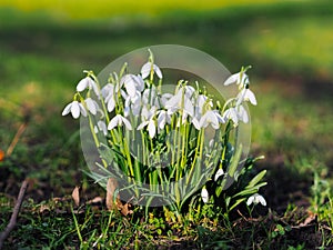 Group of beautiful fresh blooming snowdrops in early springtime