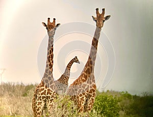 Group of beautiful giraffes looking at the camera under a gloomy sky in Serengeti, Tanzania