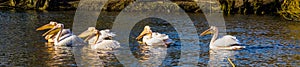 Group of beautiful great white pelicans swimming in the water together, Birds from Eurasia