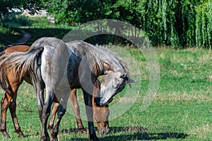 Group beautiful horses graze in pasture. Brown stallion and gray mare.