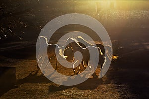 A group of beautiful horses running on the farm at sunset in Cappadocia