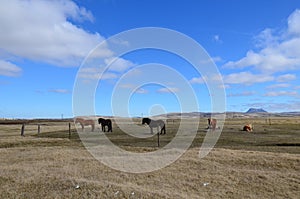 Group of beautiful Icelandic horses fenced in