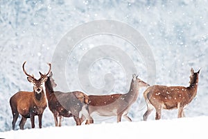 Group of beautiful male and female deer in the snowy forest. Noble deer Cervus elaphus. Artistic Christmas winter image.