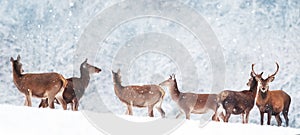 Group of beautiful male and female deer in the snowy forest. Noble deer Cervus elaphus. Artistic Christmas winter image.