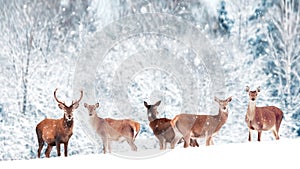 A group of beautiful male and female deer in the snowy white forest. Noble deer Cervus elaphus.  Artistic Christmas winter image