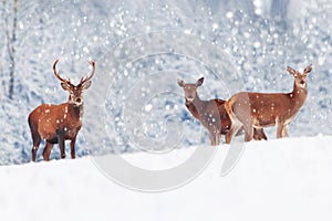 A group of beautiful male and female deer in the snowy white forest. Noble deer Cervus elaphus. Artistic Christmas winter image