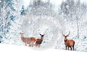 A group of beautiful male and female deer in the snowy white forest. Noble deer Cervus elaphus. Artistic Christmas winter image