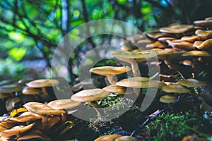 Group of beautiful mushrooms in the moss on a log with forest trees in background