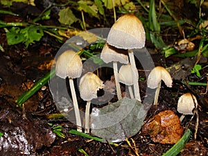 Closeup of a harefoot mushroom Coprinopsis. A mushroom family , on the forest floor with shallow background.