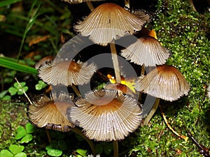 Closeup of a harefoot mushroom Coprinopsis. A mushroom family , on the forest floor with shallow background.