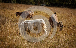 A group of beautiful pet goats graze and walk in a meadow on a farm