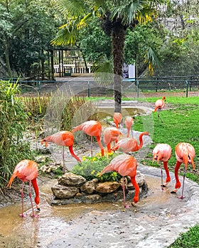 Group of beautiful pink bright flamingo drink water from pond