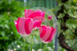 Group of beautiful pink tulips with blurred green background, spring wallpaper, flowers background, tulips field