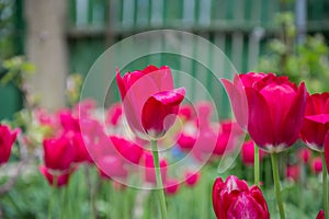 Group of beautiful pink tulips with blurred green background, spring wallpaper, flowers background, tulips field