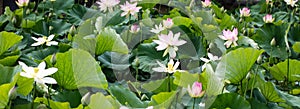 Group of beautiful pink and white lotus flowers, panoramic view