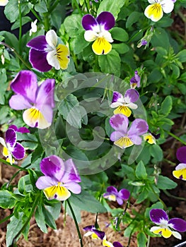 A group of beautiful purple, white and yellow Pansy flowers. Un grupo de hermosas flores Violas moradas, blancas y amarillas photo
