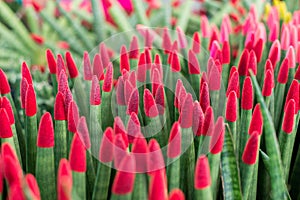 Group of beautiful red color flower in pot planting,Close up,Background and texture