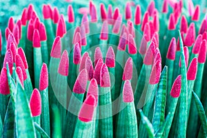 Group of beautiful red color flower in pot planting,Close up,Background and texture