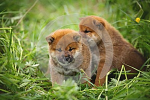 Group of beautiful red shiba inu puppies sitting in the green grass