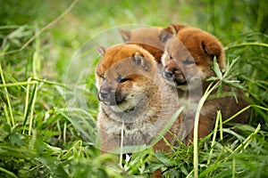 Group of beautiful red shiba inu puppies sitting in the green grass