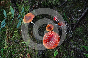 Group of beautiful red toadstool mushrooms Amanita muscaria in a moss in fairytale autumn forest.