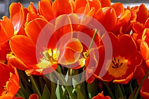 A group of beautiful red and yellow tulips . Tulips close-up background. Beautiful fresh tulips