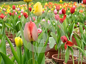 The group of beautiful red and yellow tulips flower