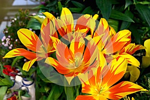 A group of beautiful red and yellow tulips . Tulips in the sun