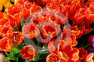 A group of beautiful red and yellow tulips . Tulips in the sun. Beautiful fresh tulips