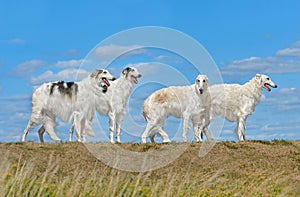 Group of beautiful russian borzoi dogs
