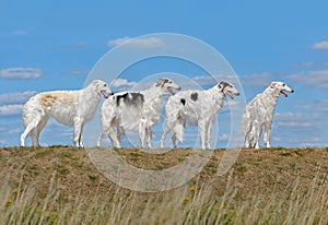 Group of beautiful russian borzoi dogs